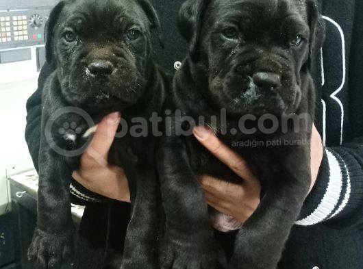 Cane Corso Yavrular