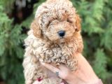 Safkan Dişi Toy Poodle Ler Anne 3.200 Gr Silwer Baba 3.600 Gr. Red Brown