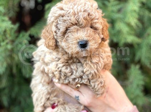 Safkan Dişi Toy Poodle Ler Anne 3.200 Gr Silwer Baba 3.600 Gr. Red Brown görsel