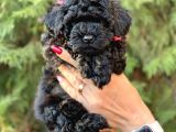 Safkan Dişi Toy Poodle Ler Anne 3.200 Gr Silwer Baba 3.600 Gr. Red Brown
