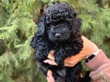 Safkan Dişi Toy Poodle Ler Anne 3.200 Gr Silwer Baba 3.600 Gr. Red Brown