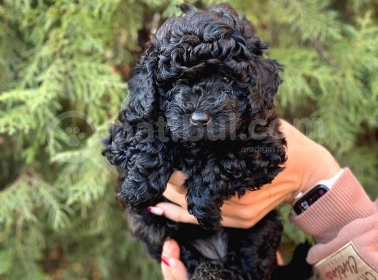 Safkan Dişi Toy Poodle Ler Anne 3.200 Gr Silwer Baba 3.600 Gr. Red Brown görsel
