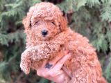 Safkan dişi toy Poodle ler anne 3.200 Gr silwer baba 3.600 Gr. Red brown