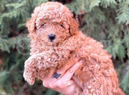 Safkan Dişi Toy Poodle Ler Anne 3.200 Gr Silwer Baba 3.600 Gr. Red Brown