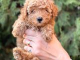 Safkan Dişi Toy Poodle Ler Anne 3.200 Gr Silwer Baba 3.600 Gr. Red Brown