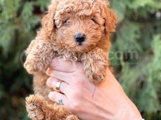 Safkan Dişi Toy Poodle Ler Anne 3.200 Gr Silwer Baba 3.600 Gr. Red Brown görsel