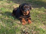 Rottweiler Yavrular