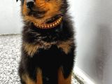 Rottweiler Yavrular