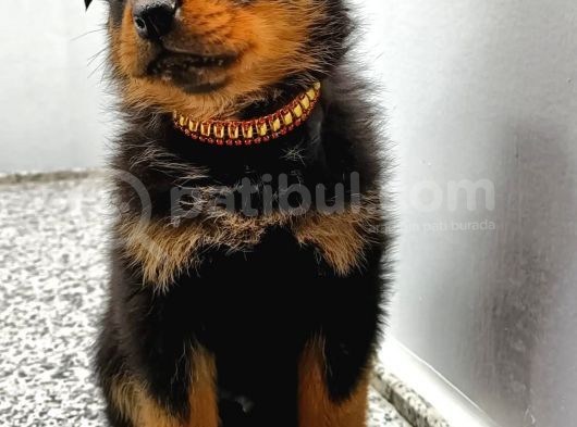 Rottweiler Yavrular görsel
