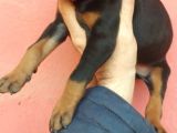 Doberman Yavrular