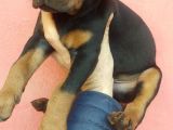 Doberman Yavrular
