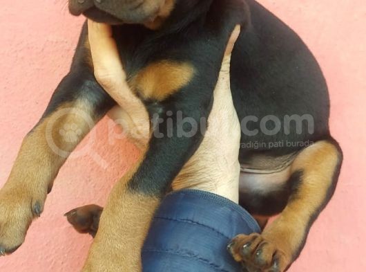 Doberman Yavrular görsel