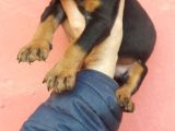 Doberman yavrular