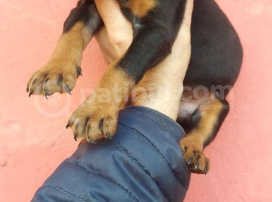 Doberman Yavrular