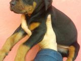 Doberman Yavrular