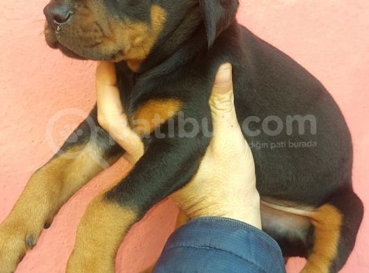 Doberman Yavrular görsel