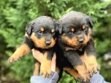 Rottweiler yavrular