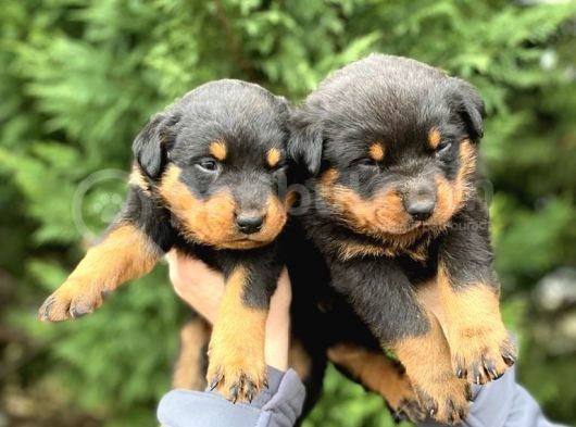 Rottweiler Yavrular