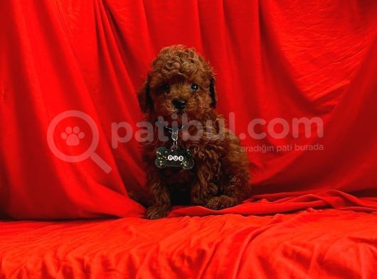 Toy Poodle Yavrular