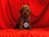 Toy Poodle Yavrular