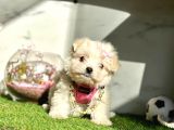Guzeller Guzeli  Maltese