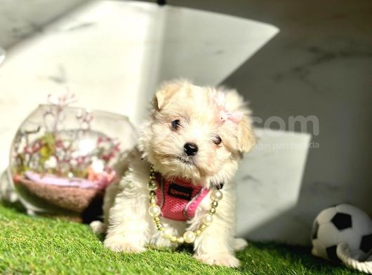 Guzeller Guzeli  Maltese görsel