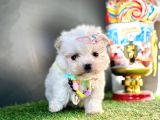 Guzeller Guzeli  Maltese