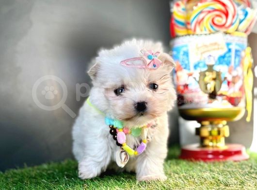 Guzeller Guzeli  Maltese görsel
