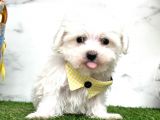 Guzeller guzeli  maltese