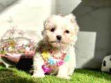 Guzeller Guzeli  Maltese