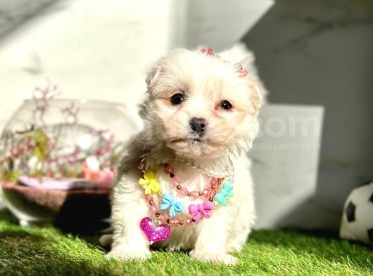 Guzeller Guzeli  Maltese görsel