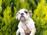 Son Kalan Mükemmel Kali̇tede Erkek İngi̇li̇z Bulldog Yavrumuz