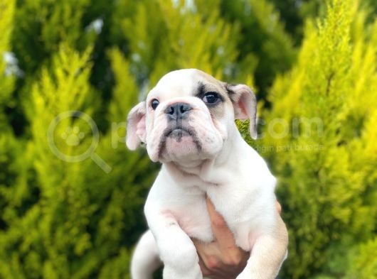 Son Kalan Mükemmel Kali̇tede Erkek İngi̇li̇z Bulldog Yavrumuz görsel