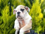 SON KALAN MÜKEMMEL KALİTEDE ERKEK İNGİLİZ BULLDOG YAVRUMUZ