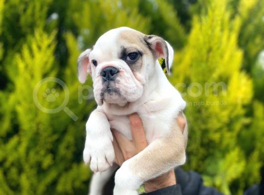Son Kalan Mükemmel Kali̇tede Erkek İngi̇li̇z Bulldog Yavrumuz