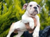 Son Kalan Mükemmel Kali̇tede Erkek İngi̇li̇z Bulldog Yavrumuz