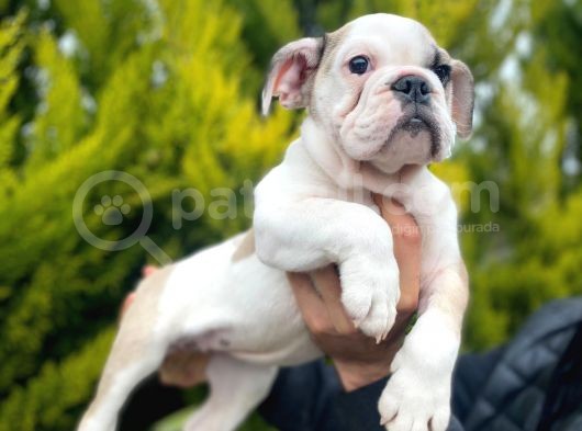 Son Kalan Mükemmel Kali̇tede Erkek İngi̇li̇z Bulldog Yavrumuz görsel
