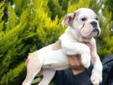 Son Kalan Mükemmel Kali̇tede Erkek İngi̇li̇z Bulldog Yavrumuz