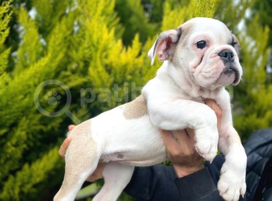 Son Kalan Mükemmel Kali̇tede Erkek İngi̇li̇z Bulldog Yavrumuz görsel