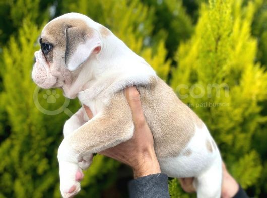 Son Kalan Mükemmel Kali̇tede Erkek İngi̇li̇z Bulldog Yavrumuz görsel