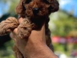 Anne Altından Red Brown Toypoodle Yavrularım