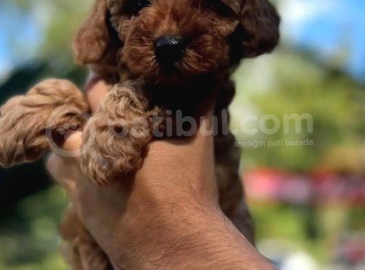 Anne Altından Red Brown Toypoodle Yavrularım görsel