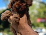 Anne Altından Red Brown Toypoodle Yavrularım