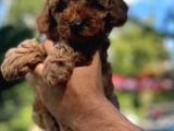 Anne Altından Red Brown ToyPoodle Yavrularım