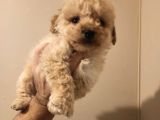 Dişi Ve Erkek Her Renk Tonunda Maltipoo Yavrularımız