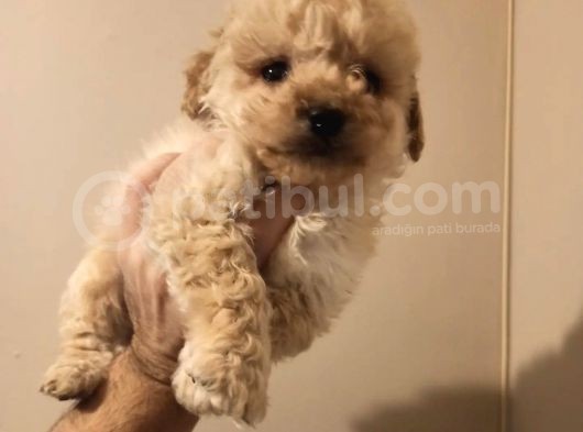 Dişi Ve Erkek Her Renk Tonunda Maltipoo Yavrularımız görsel