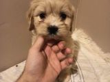 Dişi Ve Erkek Her Renk Tonunda Maltipoo Yavrularımız