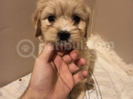 Dişi Ve Erkek Her Renk Tonunda Maltipoo Yavrularımız görsel