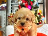 Dişi ve erkek her renk tonunda Maltipoo yavrularımız