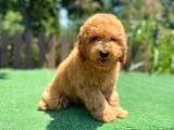 Efsane Guzellikte Mini Boy Poodle Bebekler